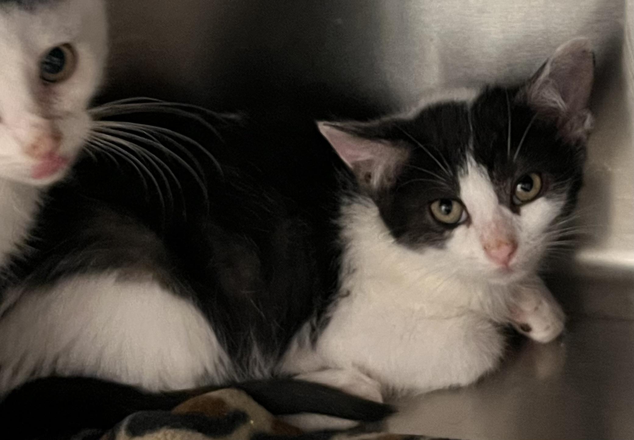 Snapchat, a Adoptable Domestic Short Hair in Liberty, MO image 3/5