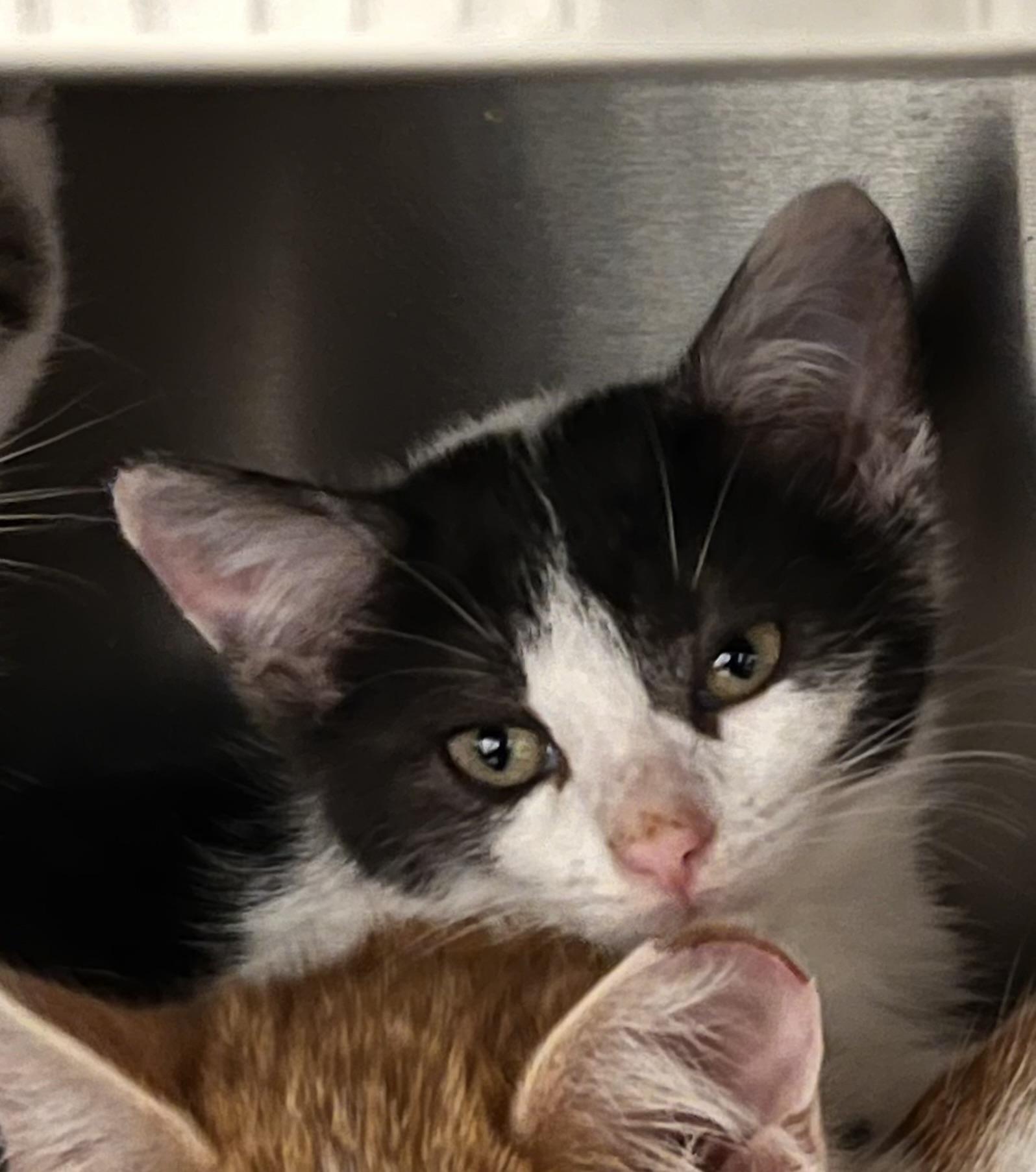 Snapchat, a Adoptable Domestic Short Hair in Liberty, MO image 2/5