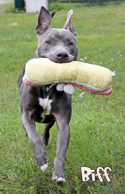 Biff, Adoptable, Adult Male Pit Bull Terrier & Shar-Pei.