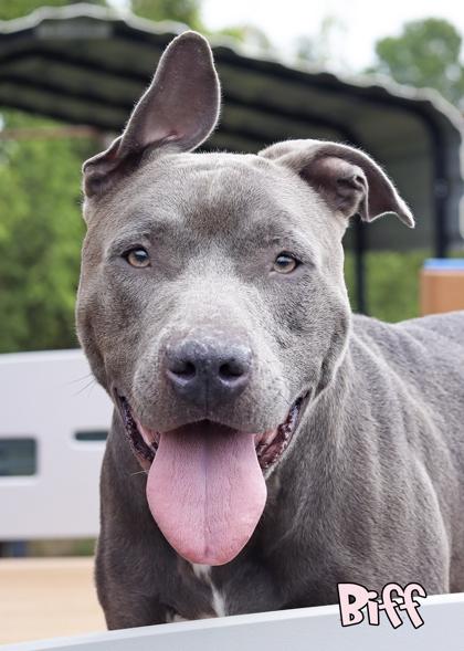 Biff, a Adoptable mixed breed in Mason, MI image 2/3