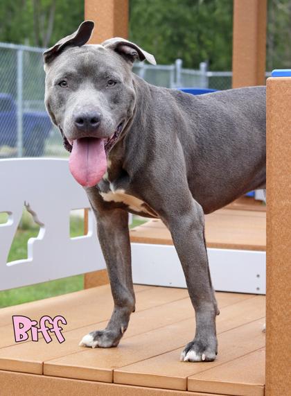 Biff, a Adoptable mixed breed in Mason, MI image 3/3