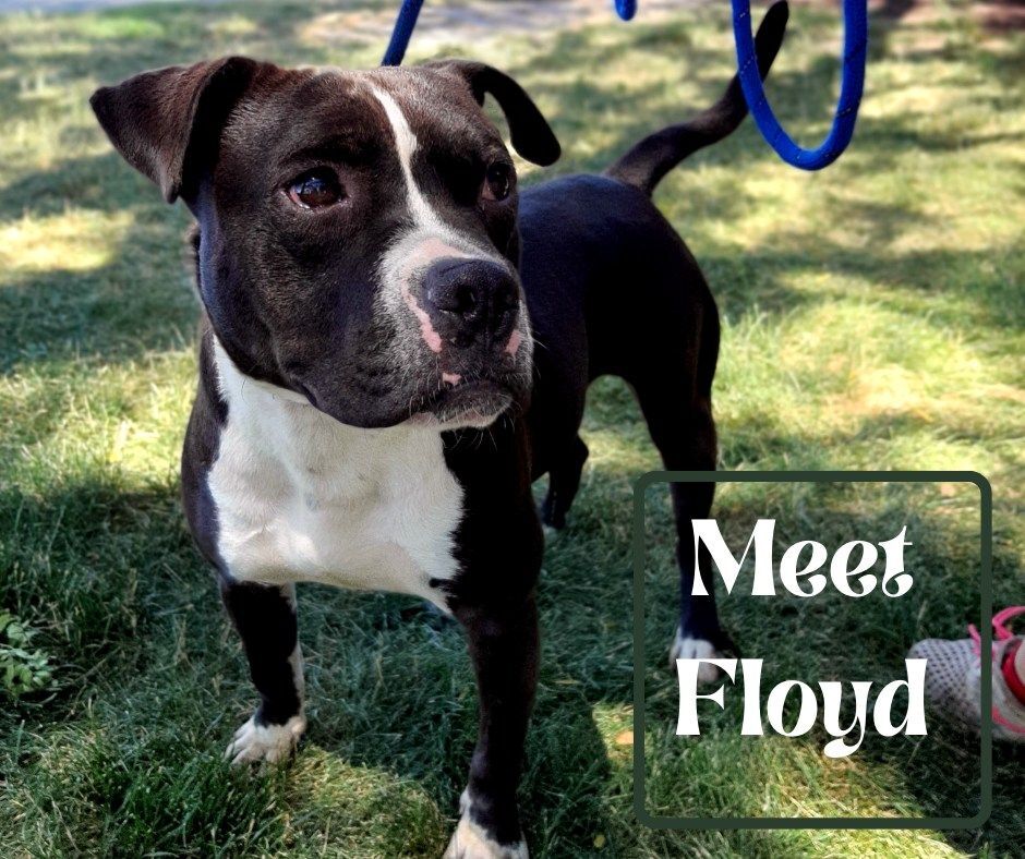 Floyd, Adoptable, Young Male Staffordshire Bull Terrier.