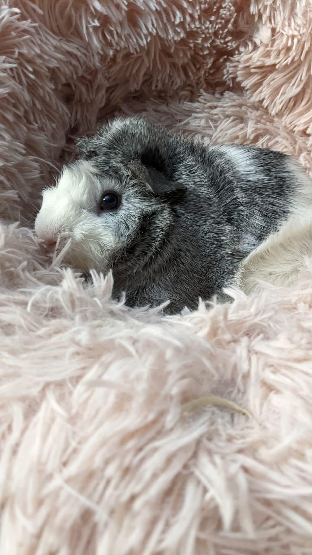 Danni, Cupid, Casanova, Adoptable, Young Male Abyssinian & Guinea Pig.
