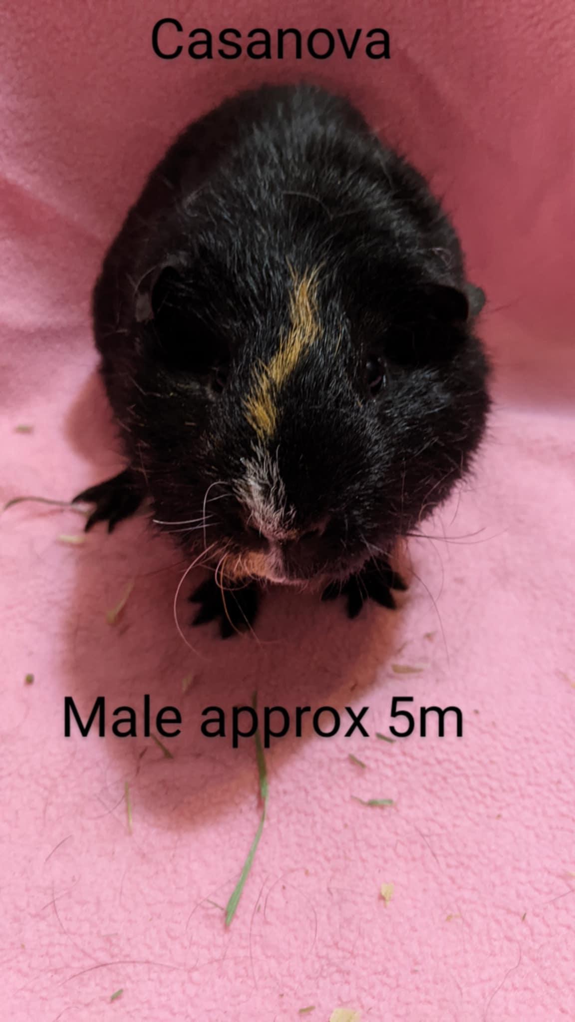 Enlarge Danni, Cupid, Casanova, a Adoptable mixed breed in Hainesport, NJ image 2/5