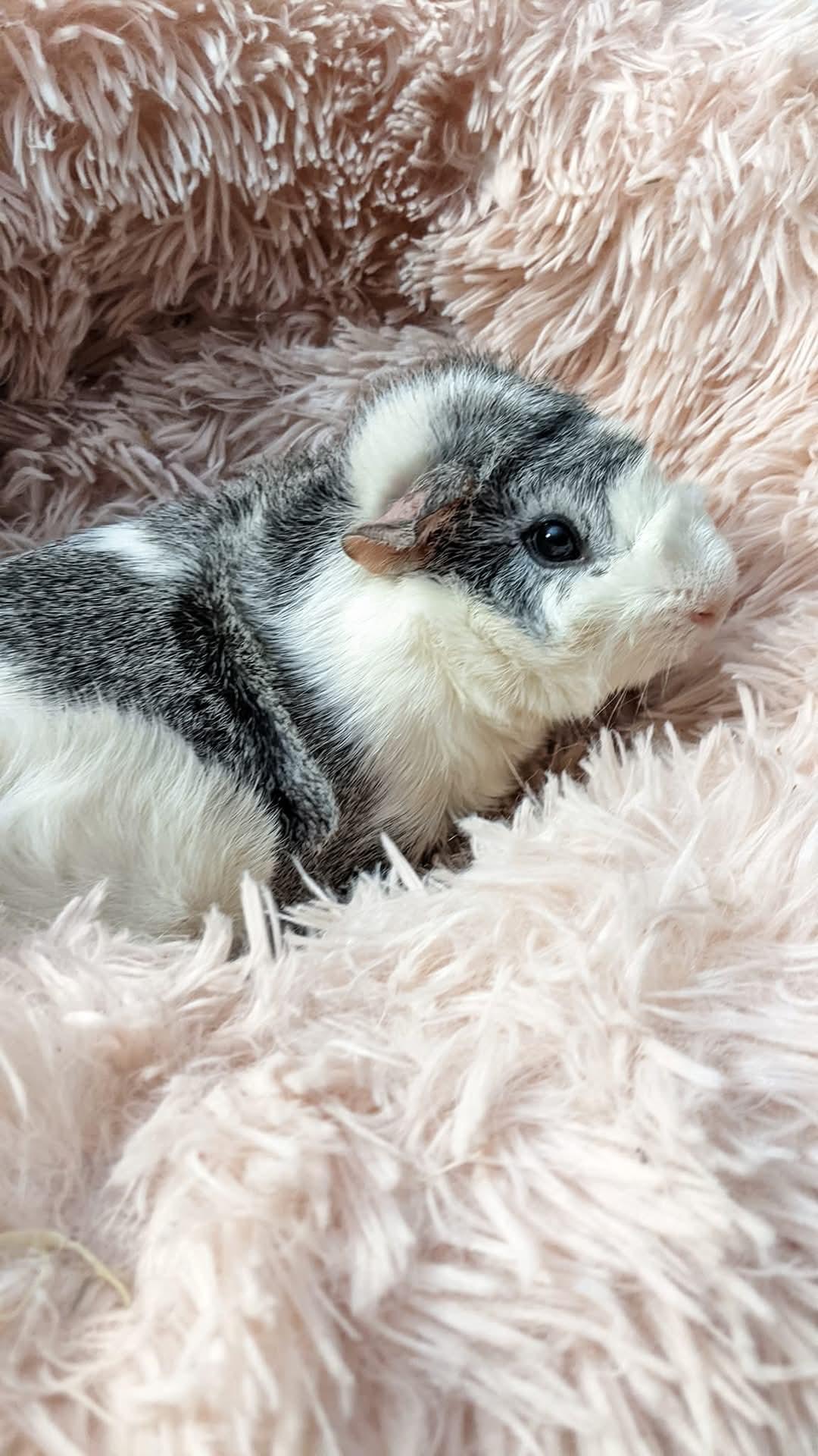 Enlarge Danni, Cupid, Casanova, a Adoptable mixed breed in Hainesport, NJ image 3/5