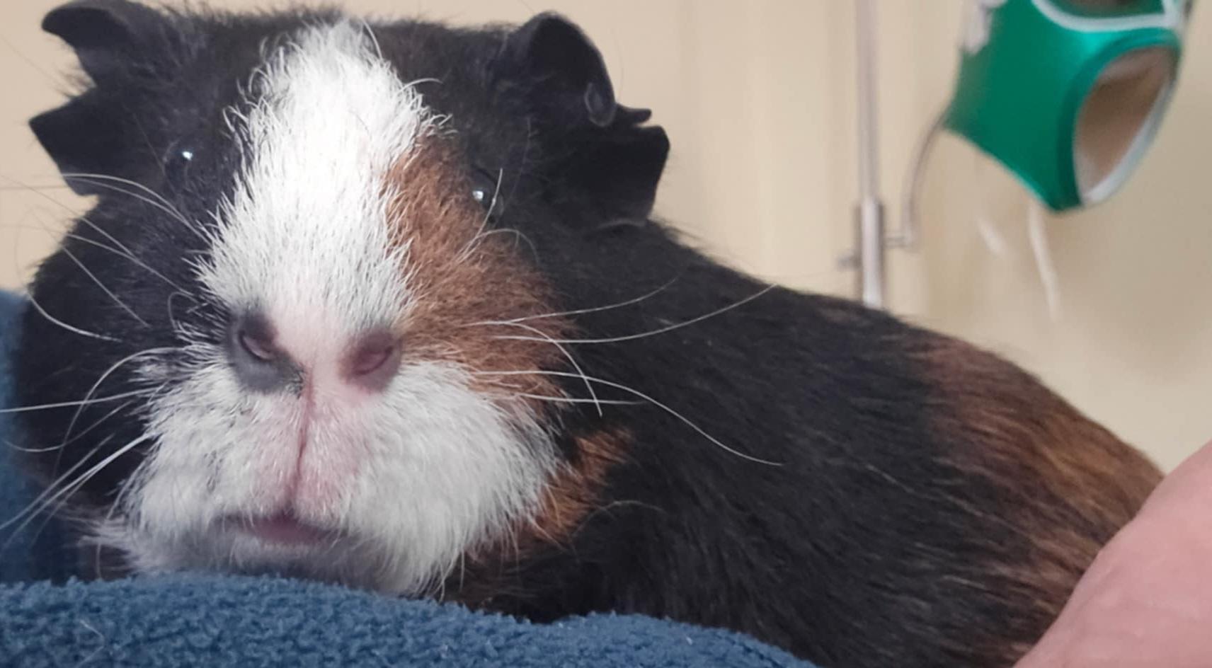 Enlarge Danni, Cupid, Casanova, a Adoptable mixed breed in Hainesport, NJ image 4/5