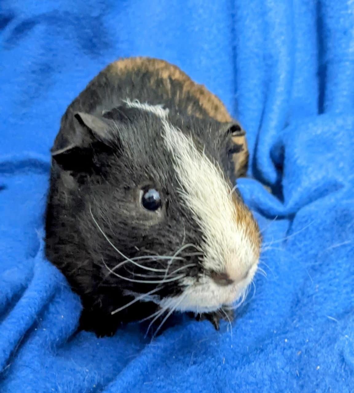 Enlarge Danni, Cupid, Casanova, a Adoptable mixed breed in Hainesport, NJ image 5/5