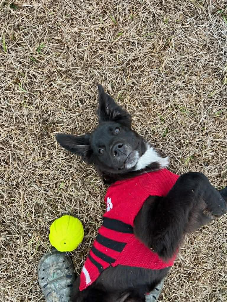 Lumbee aka Lady, a Adopted mixed breed in Bradenton, FL image 1/6