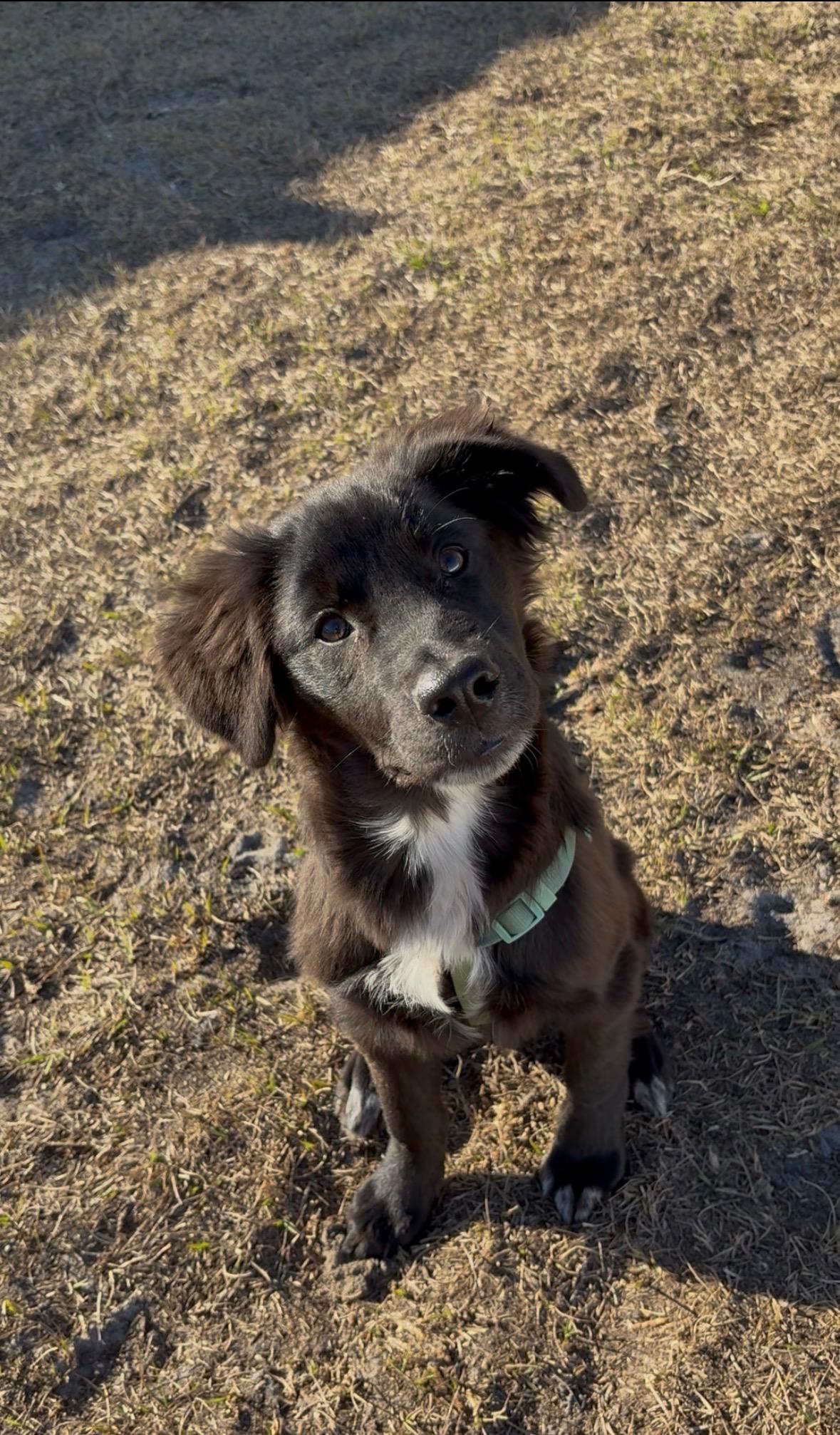 Lumbee aka Lady, a Adopted mixed breed in Bradenton, FL image 2/6