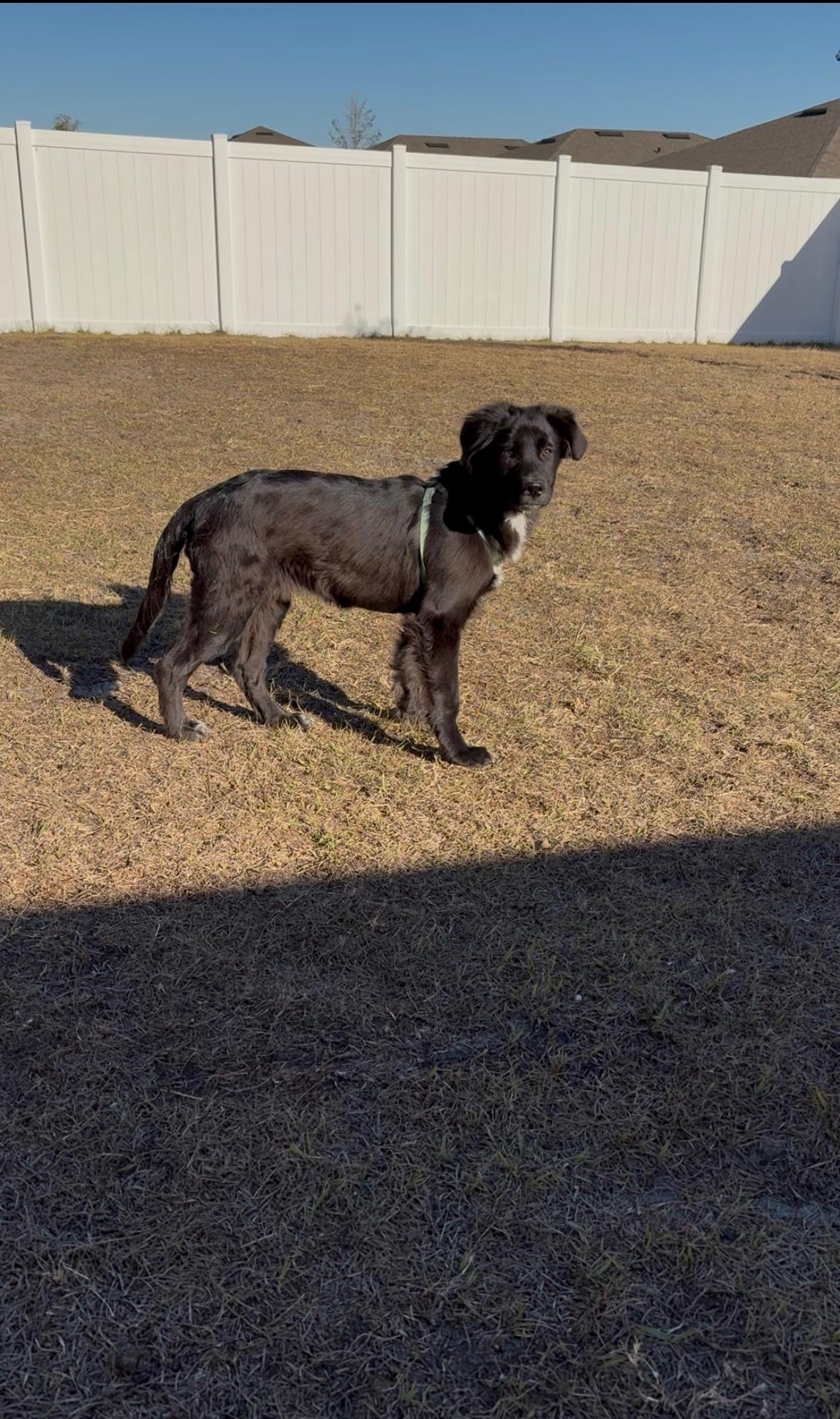 Lumbee aka Lady, a Adopted mixed breed in Bradenton, FL image 3/6