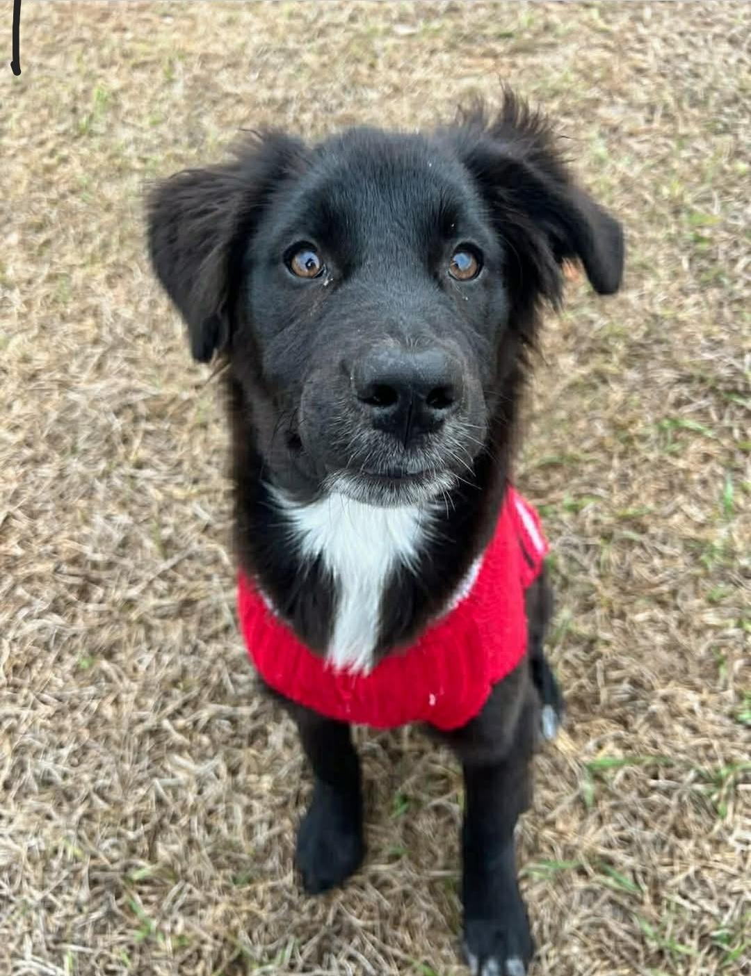 Lumbee aka Lady, a Adopted mixed breed in Bradenton, FL image 4/6