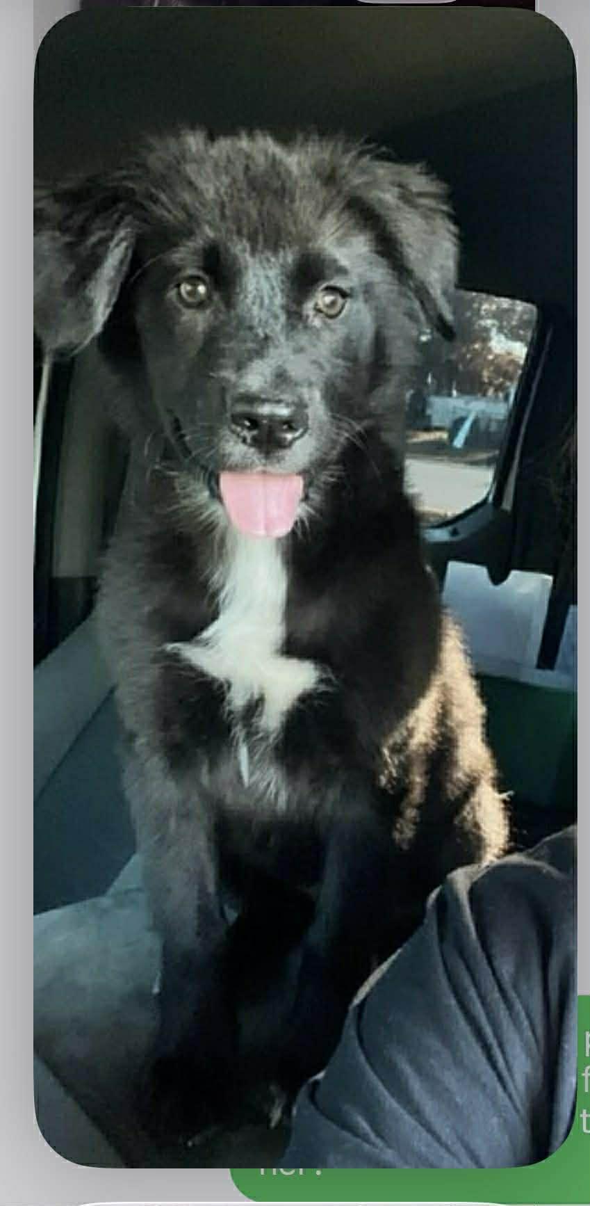 Lumbee aka Lady, a Adopted mixed breed in Bradenton, FL image 5/6