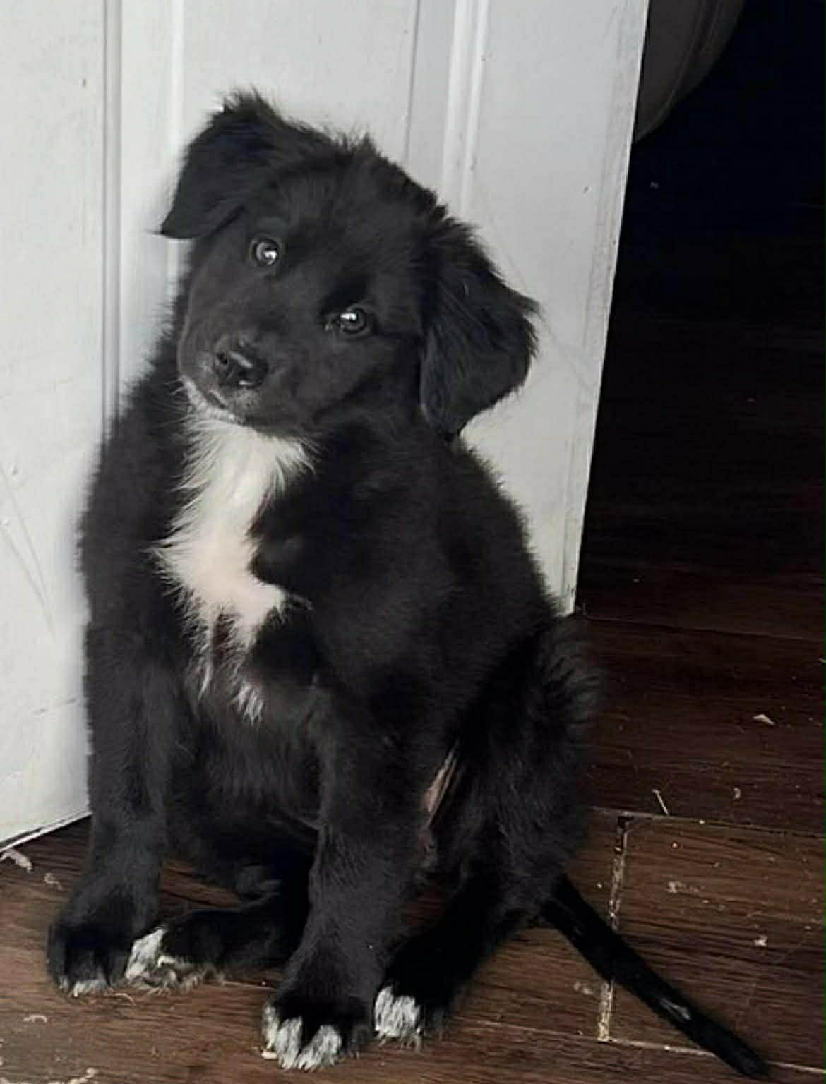 Lumbee aka Lady, a Adopted mixed breed in Bradenton, FL image 6/6
