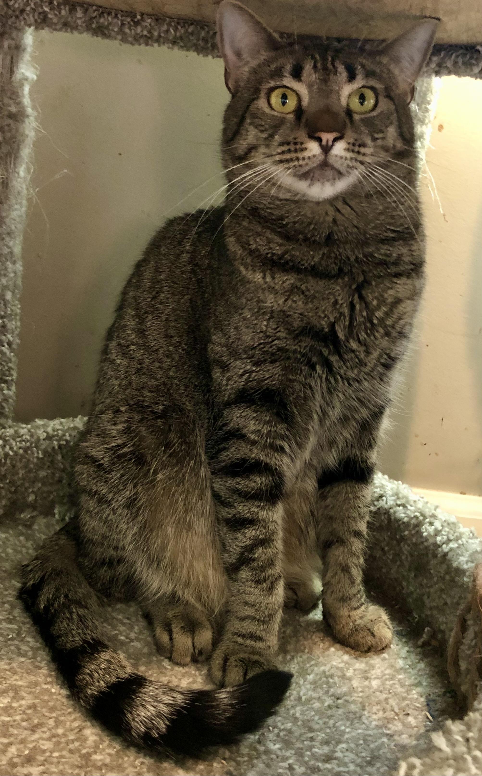 Beryl, a Adoptable Domestic Short Hair in Bellmawr, NJ image 2/4