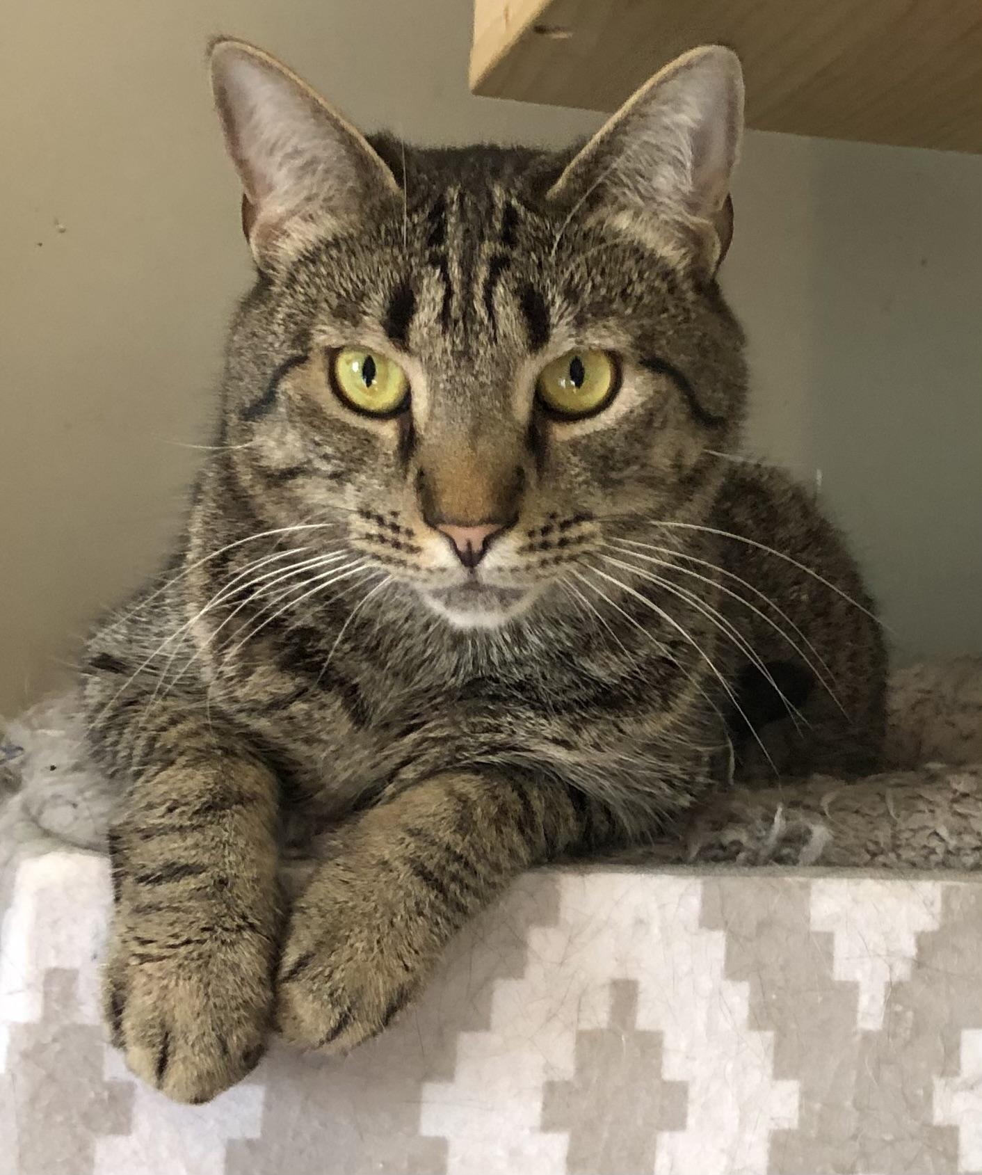 Beryl, Adoptable, Adult Female Domestic Short Hair.