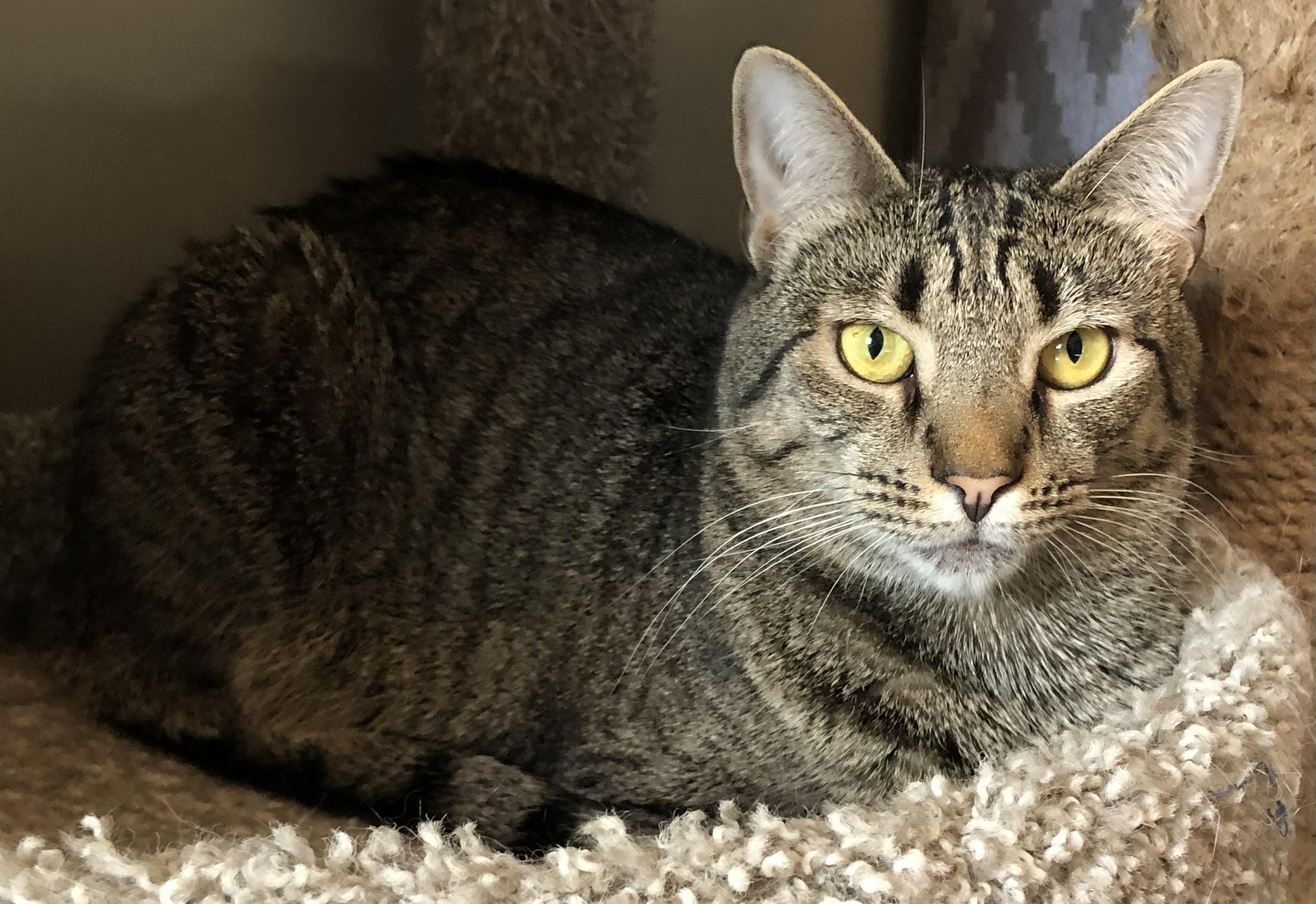 Beryl, a Adoptable Domestic Short Hair in Bellmawr, NJ image 3/4