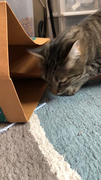 Enlarge Beryl, a Adoptable Domestic Short Hair in Bellmawr, NJ video 4/4