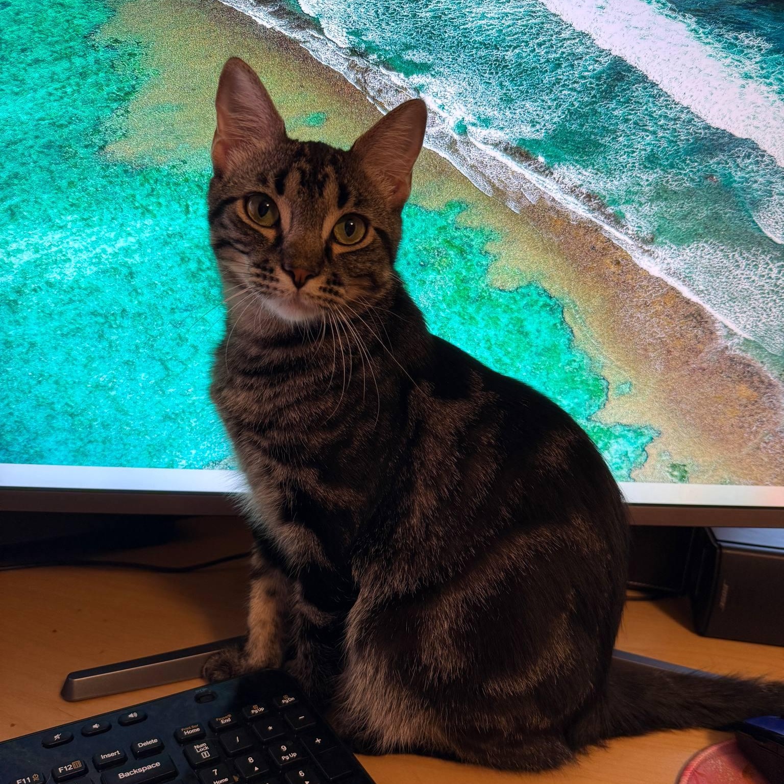 Dilly & Julius, an adoptable Domestic Short Hair in Saint Francis, MN, 55070 | Photo Image 4