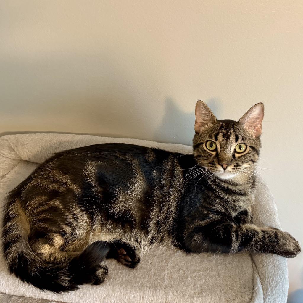 Enlarge Dilly & Julius, a Adoptable Domestic Short Hair in Saint Francis, MN image 3/4