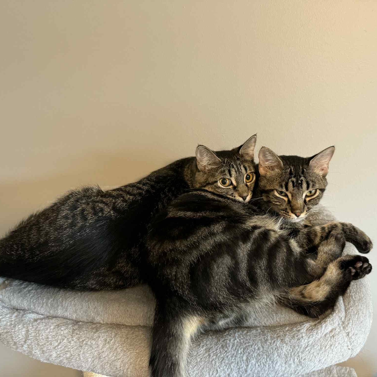 Dilly & Julius, an adoptable Domestic Short Hair in Saint Francis, MN, 55070 | Photo Image 2