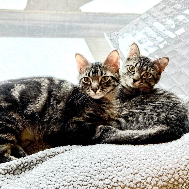 Enlarge Dilly & Julius, a Adoptable Domestic Short Hair in Saint Francis, MN image 1/4