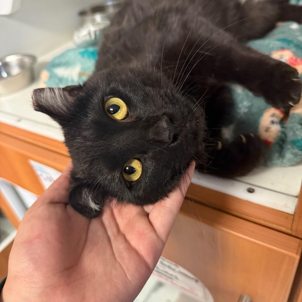 Louie, Adoptable, Adult Male Domestic Short Hair.