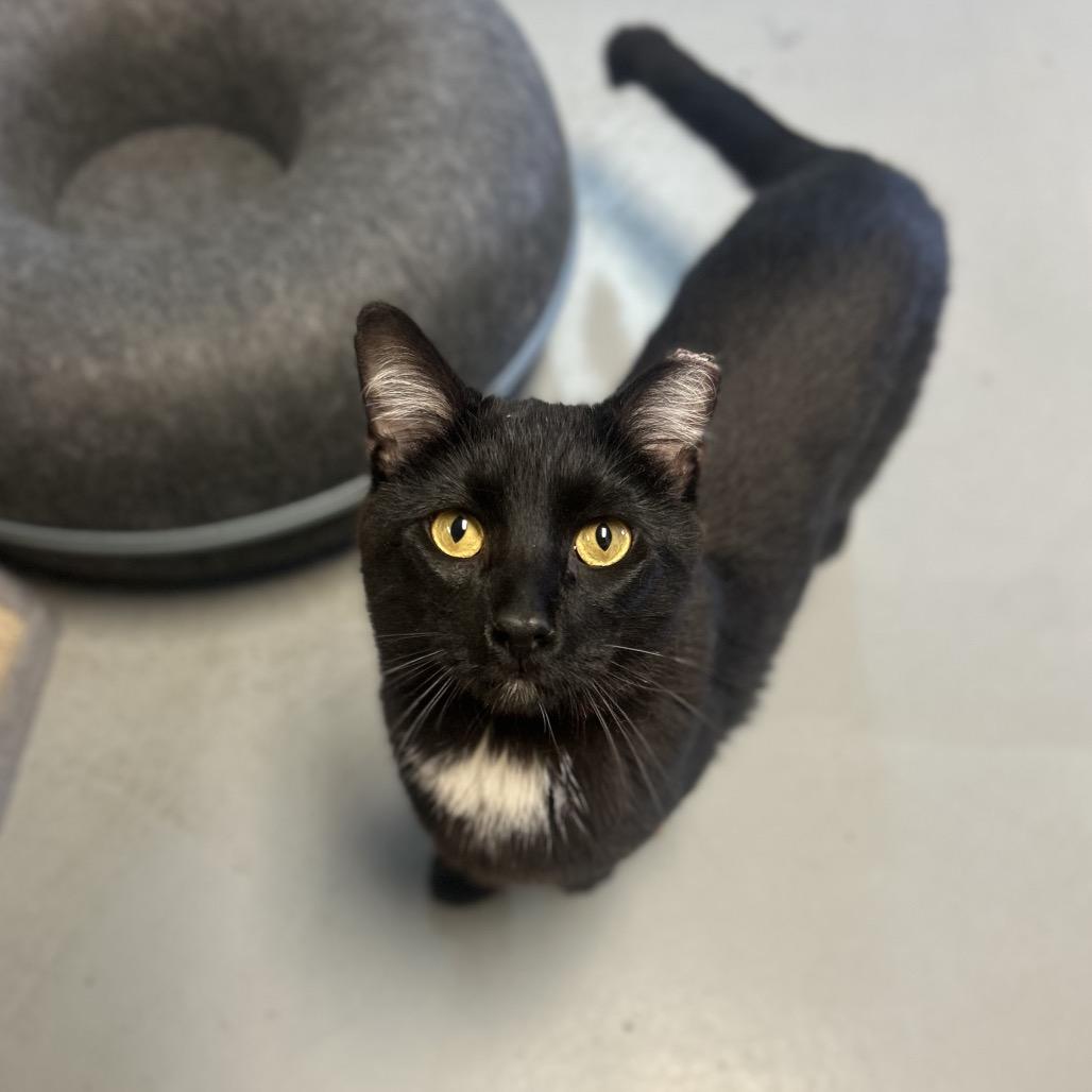 Louie, a Adoptable Domestic Short Hair in Troy, IL image 2/2