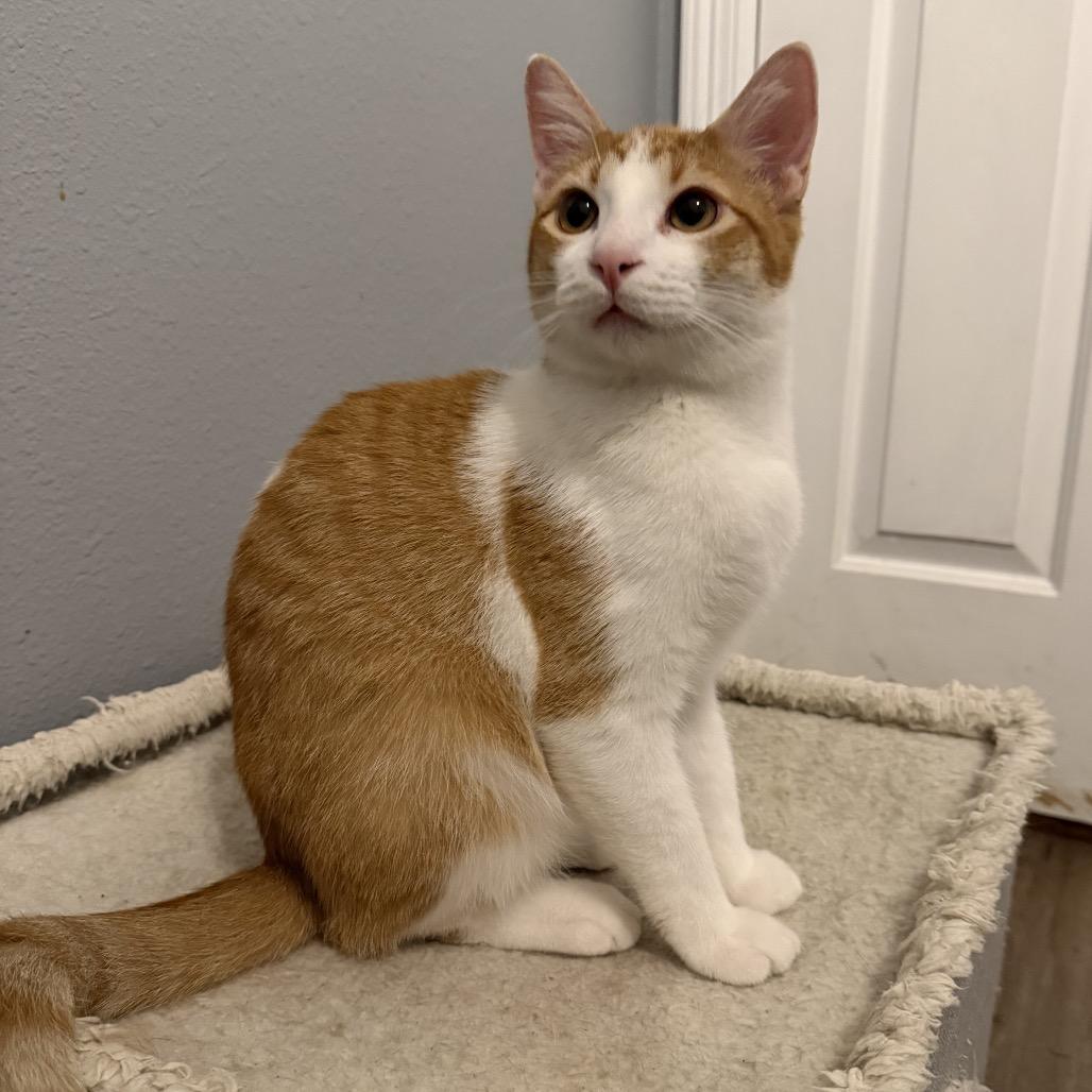 Cole, a Adoptable Domestic Short Hair in Baytown, TX image 2/5