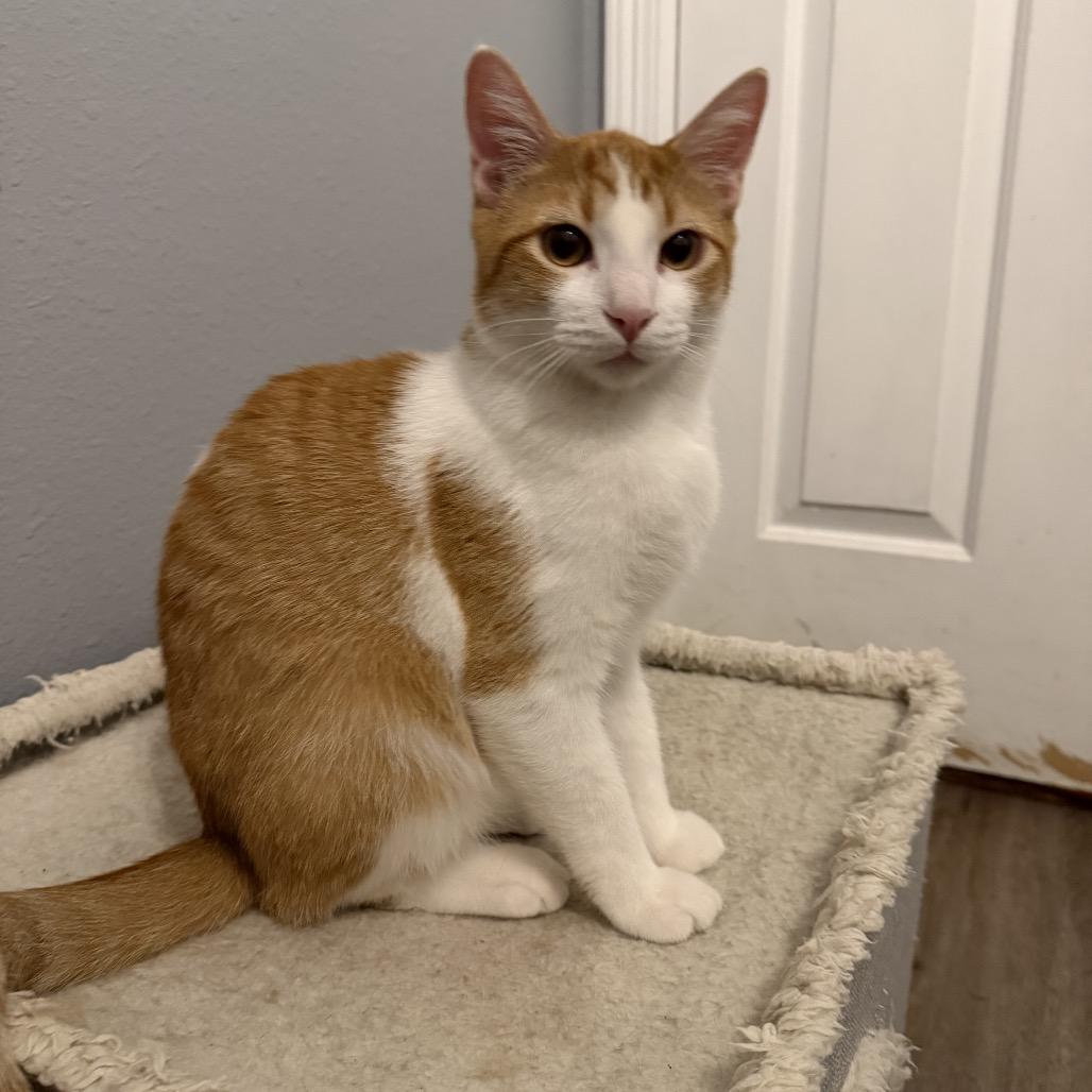 Cole, a Adoptable Domestic Short Hair in Baytown, TX image 3/5