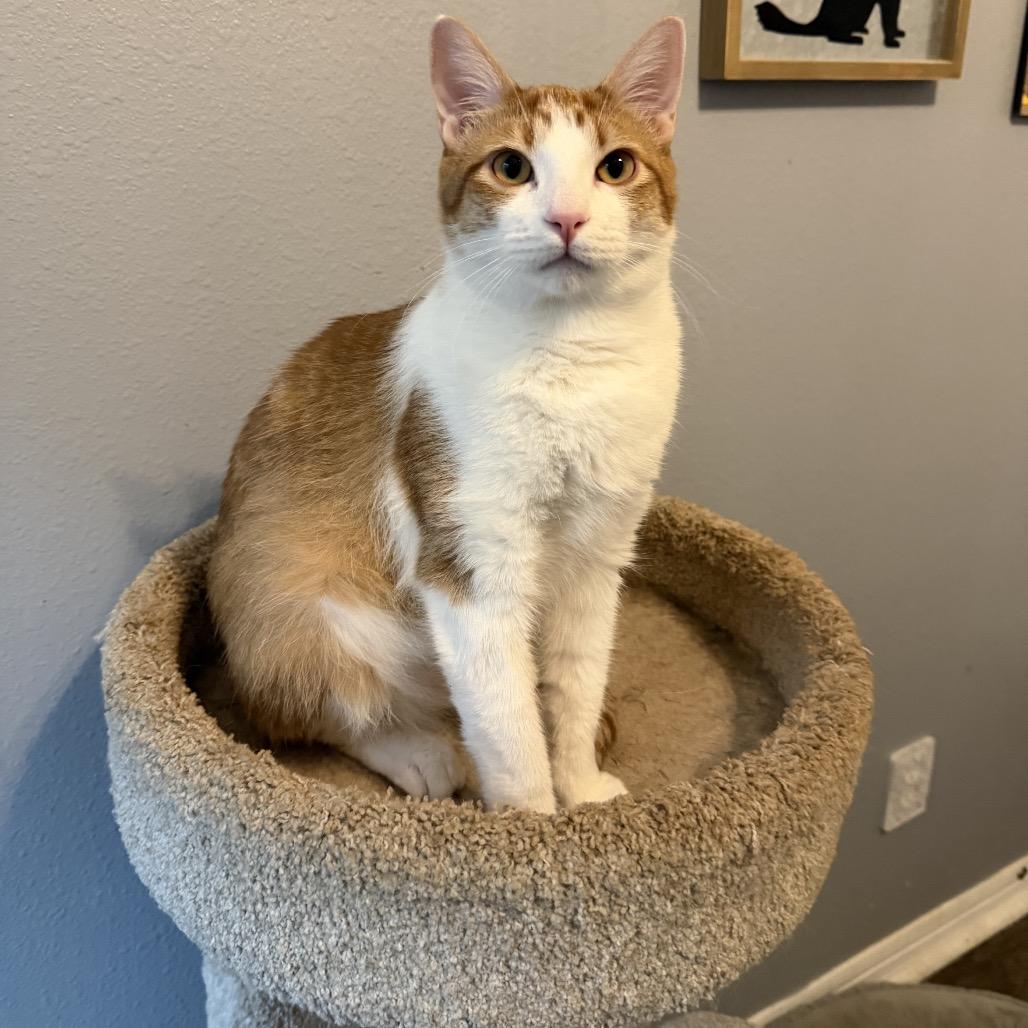 Cole, a Adoptable Domestic Short Hair in Baytown, TX image 4/6