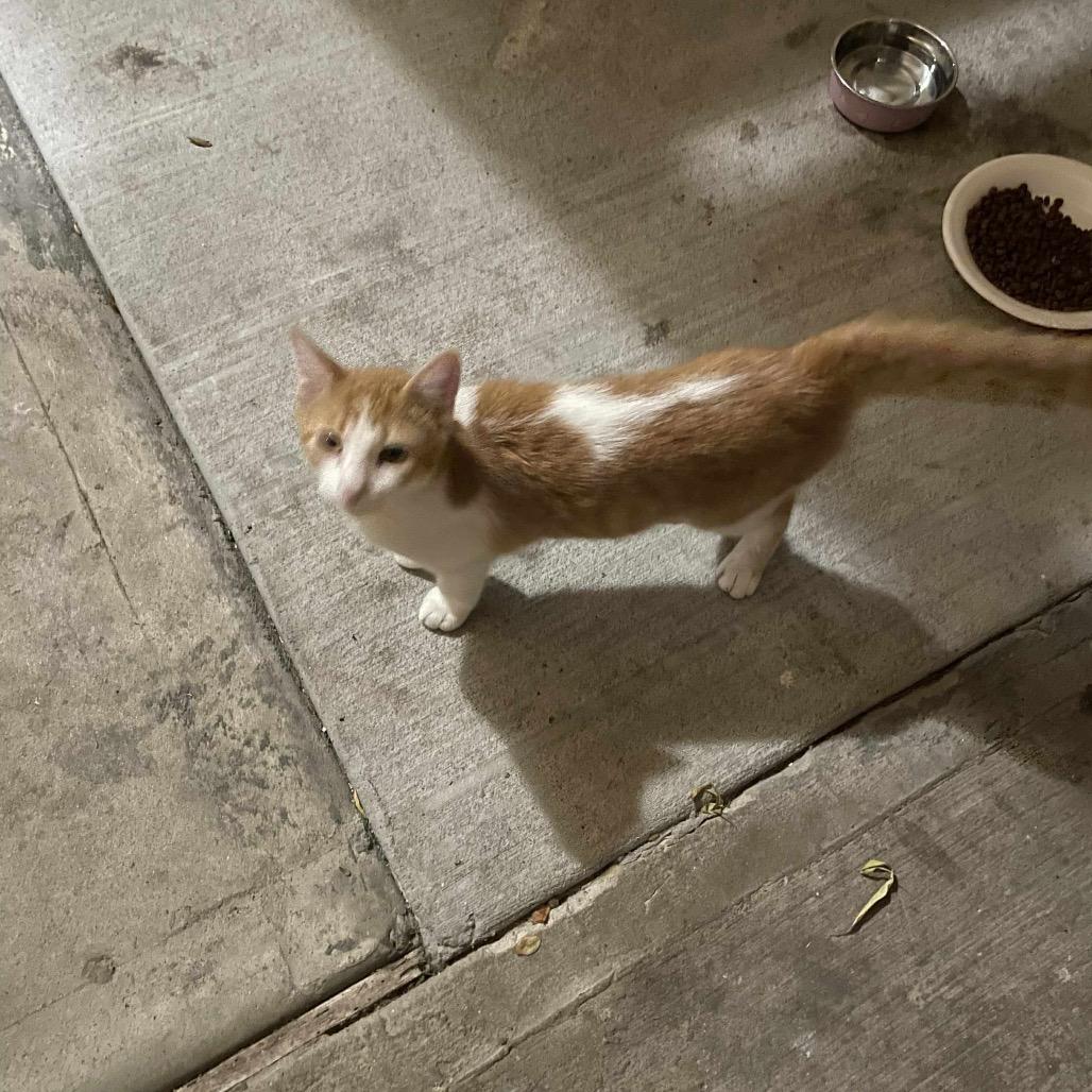 Cole, a Adoptable Domestic Short Hair in Baytown, TX image 4/5