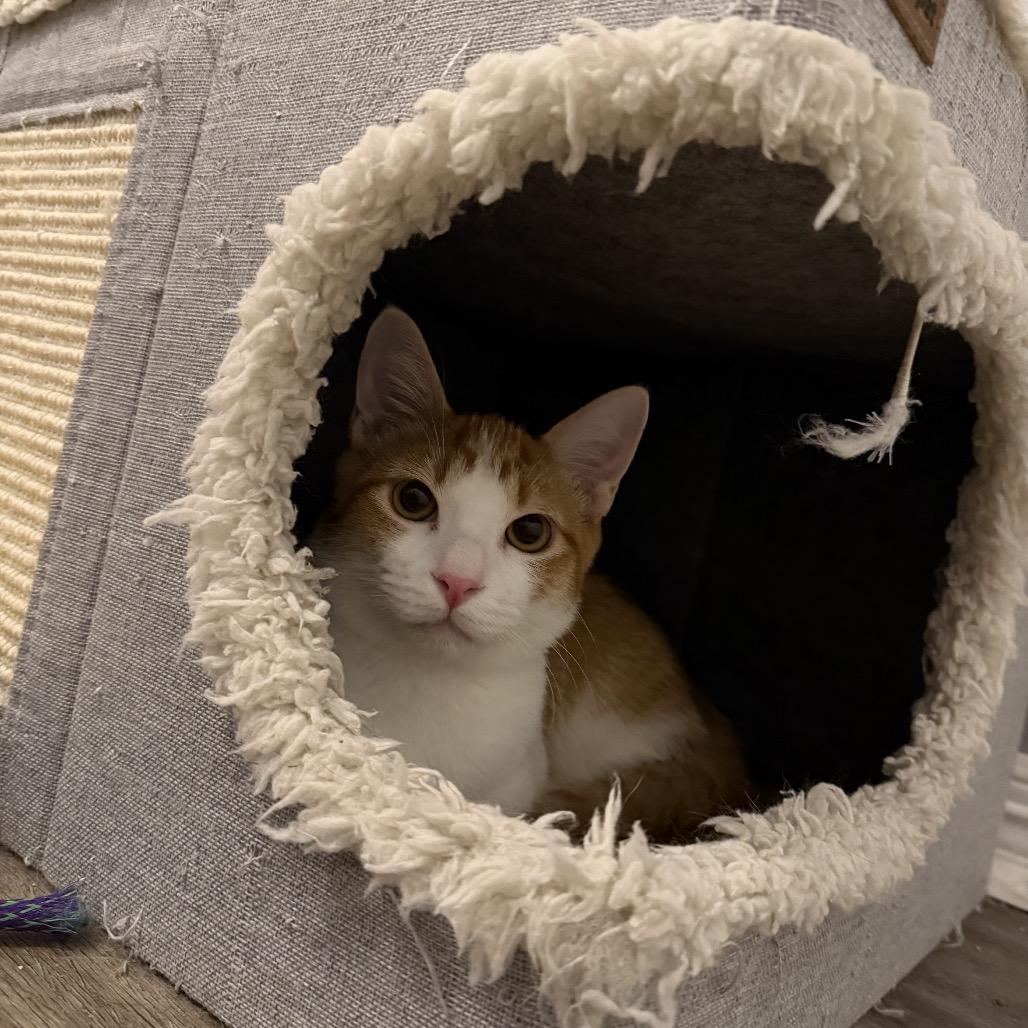 Cole, a Adoptable Domestic Short Hair in Baytown, TX image 5/5