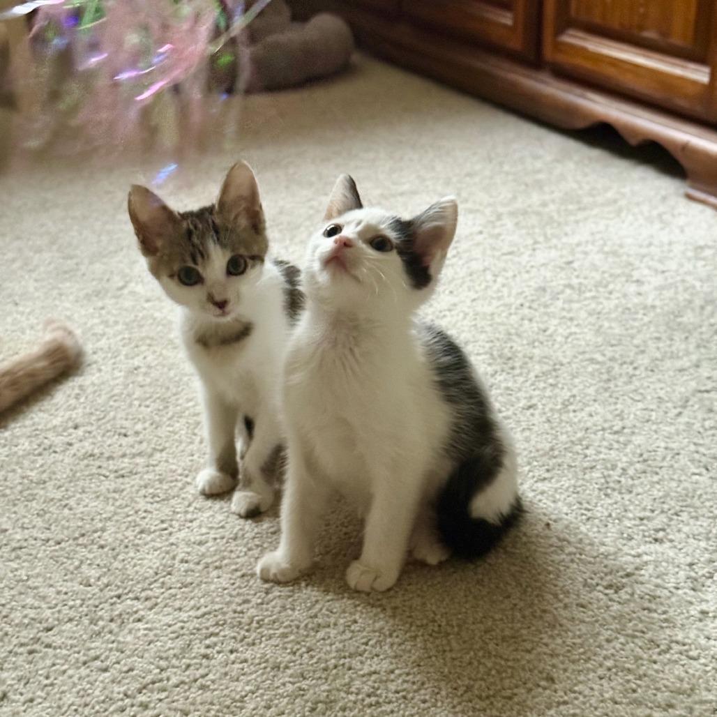 Miles IV 25-126, Adoptable, Kitten Male Domestic Short Hair.