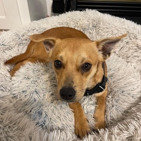 Enlarge Nugget, an adoptable mixed breed in Glen Allen, VA image 5/6