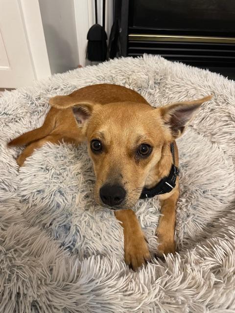 Enlarge Nugget, a ADOPTABLE mixed breed in Glen Allen, VA image 4/4