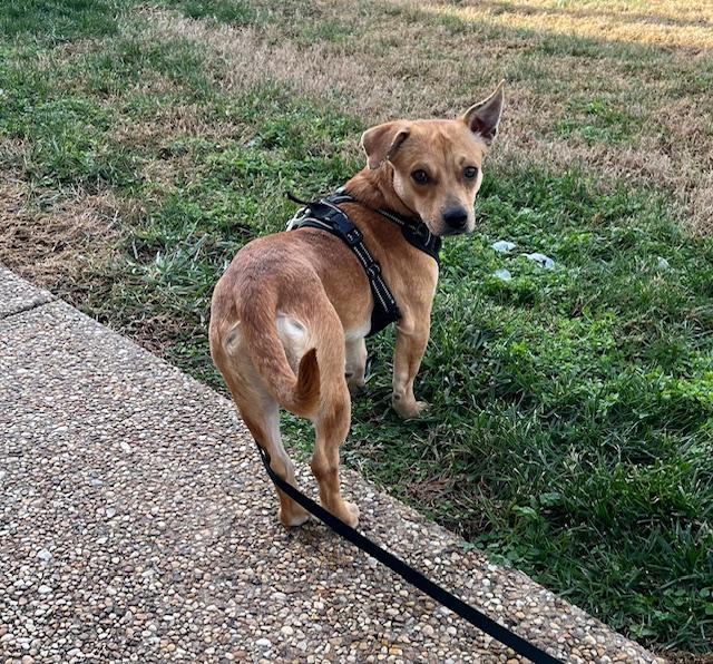 Enlarge Nugget, a ADOPTABLE mixed breed in Glen Allen, VA image 3/4