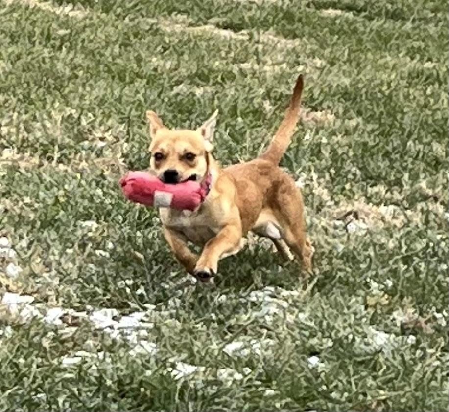 Enlarge Nugget, a ADOPTABLE mixed breed in Glen Allen, VA image 1/4