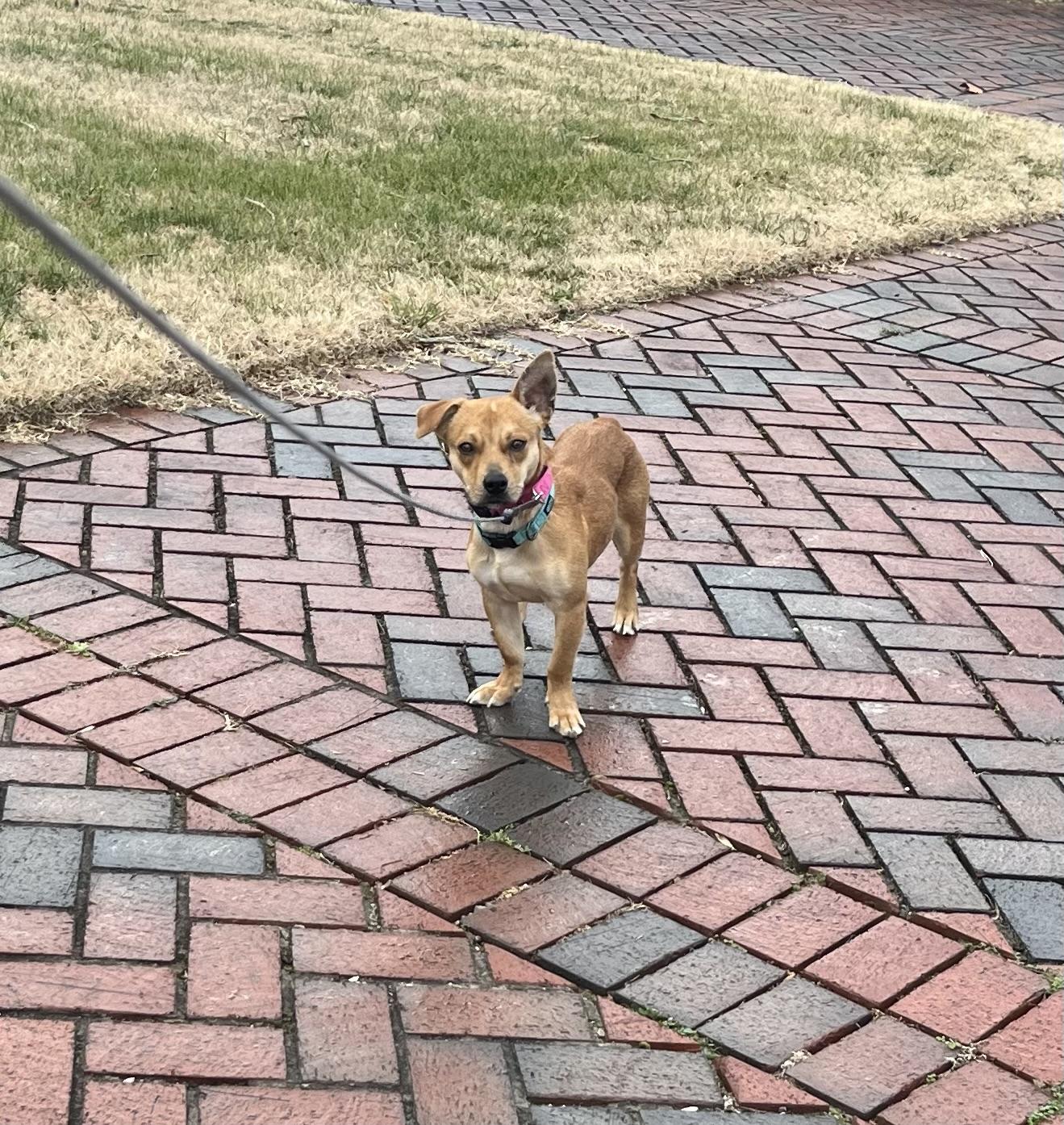 Enlarge Nugget, an adoptable mixed breed in Glen Allen, VA image 6/6