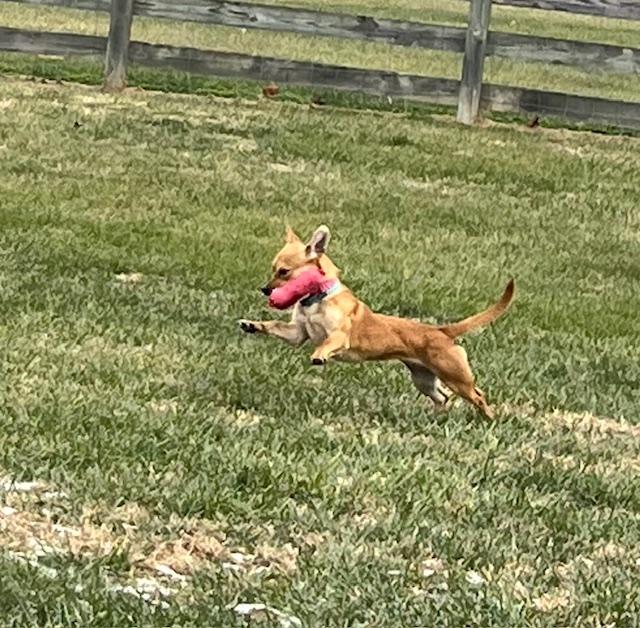 Enlarge Nugget, a ADOPTABLE mixed breed in Glen Allen, VA image 2/4