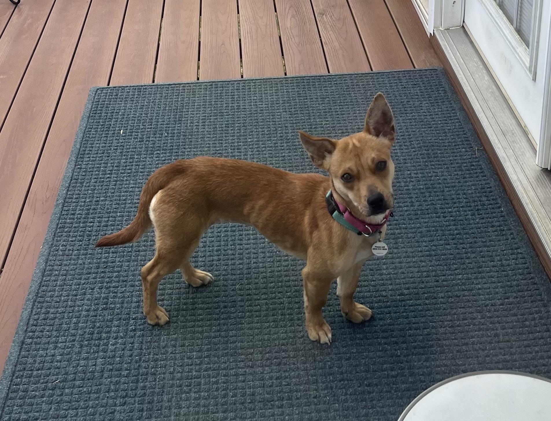 Nugget, adoptable, Puppy Female Dachshund & Chihuahua.