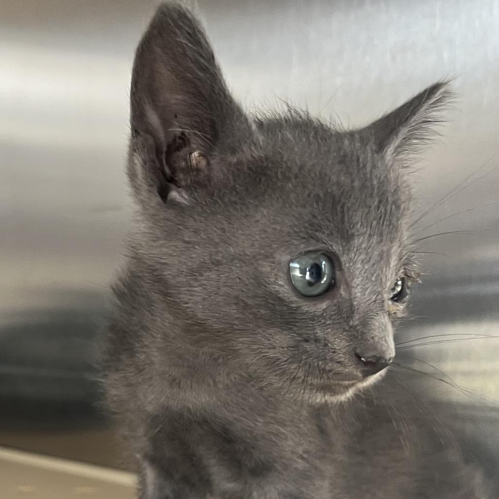 Enlarge Quanita Q15, a Adoptable Domestic Short Hair in Edinburg, TX image 1/1