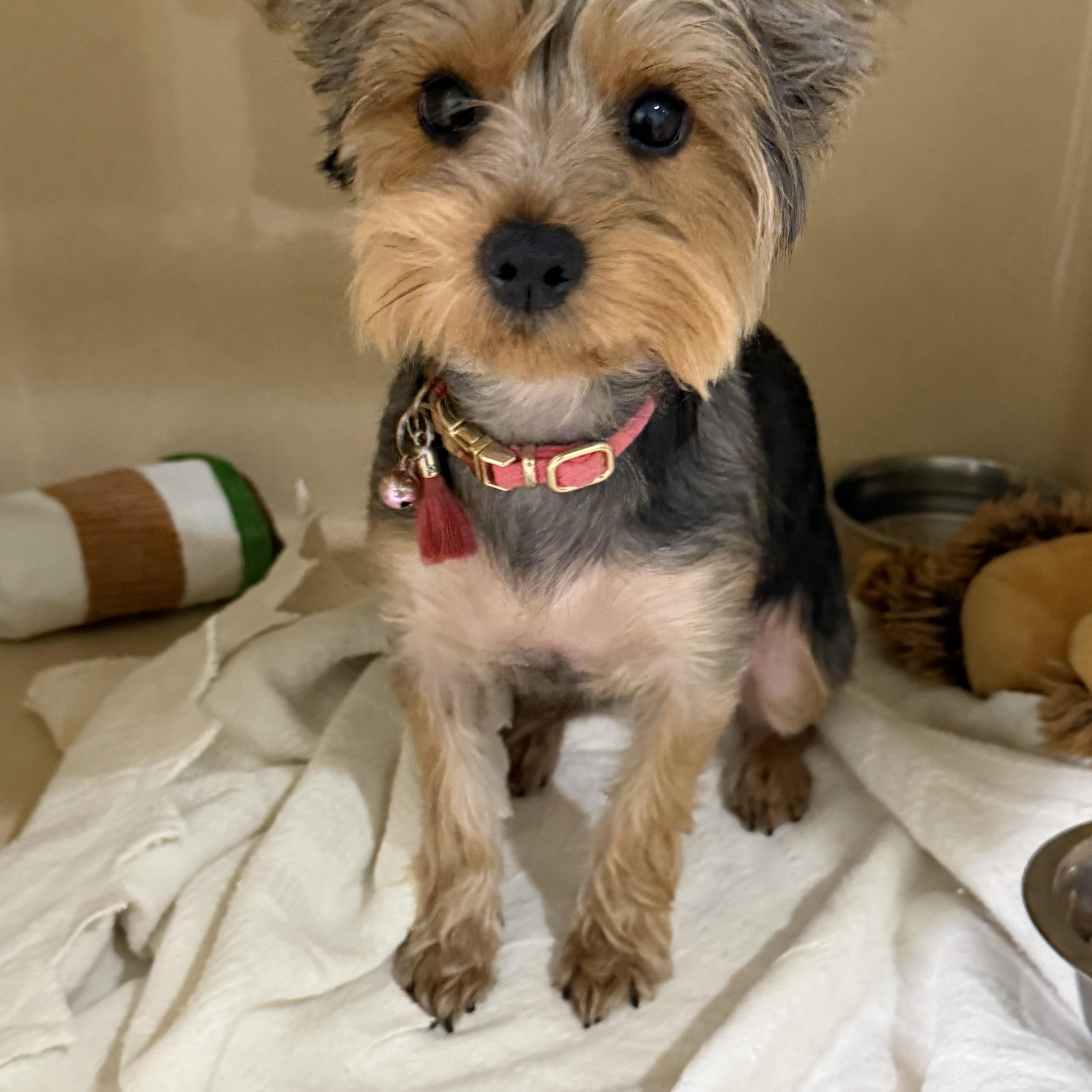 Enlarge Coco Chanel, a Adopted Yorkshire Terrier in Sebring, FL image 3/3