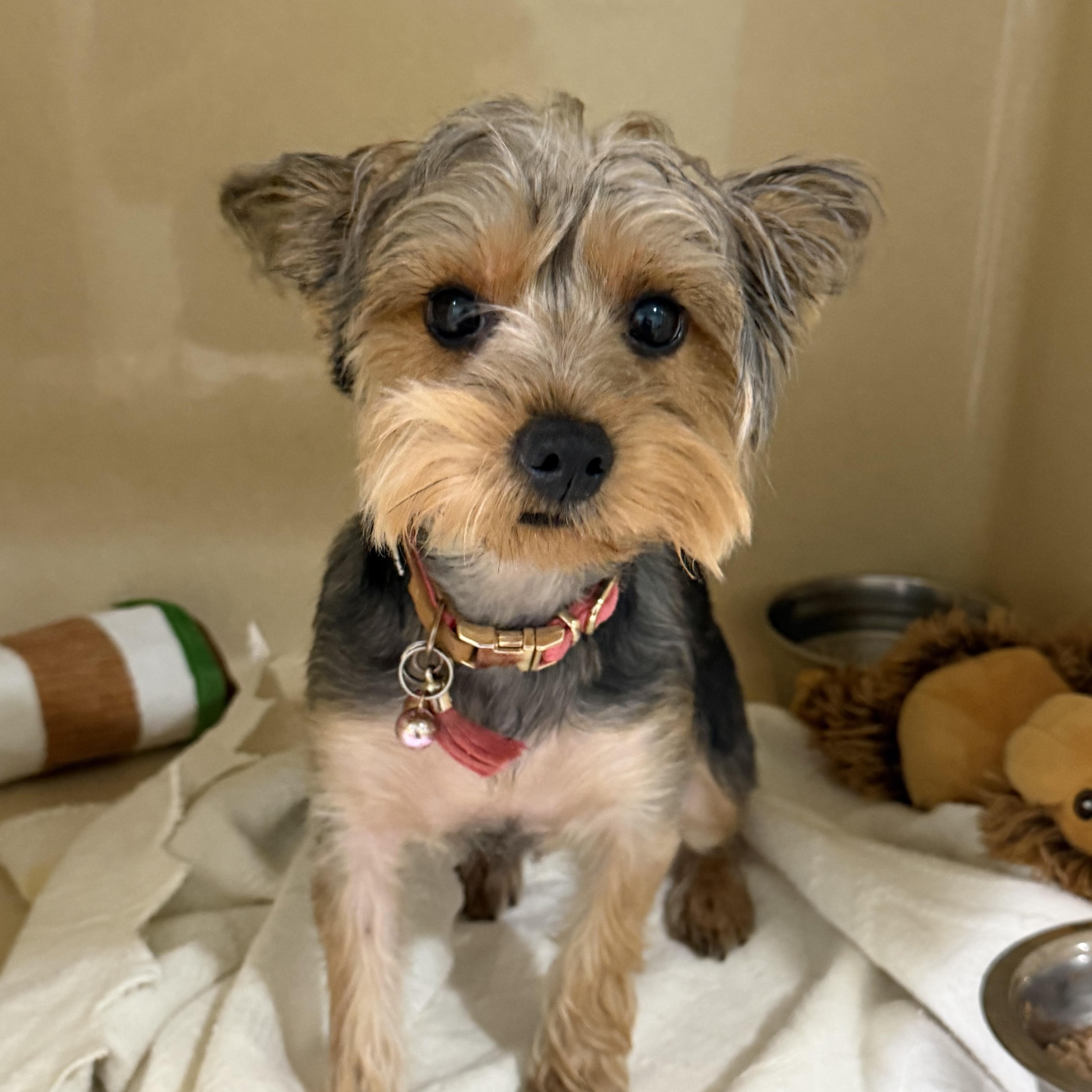 Enlarge Coco Chanel, a Adopted Yorkshire Terrier in Sebring, FL image 1/3