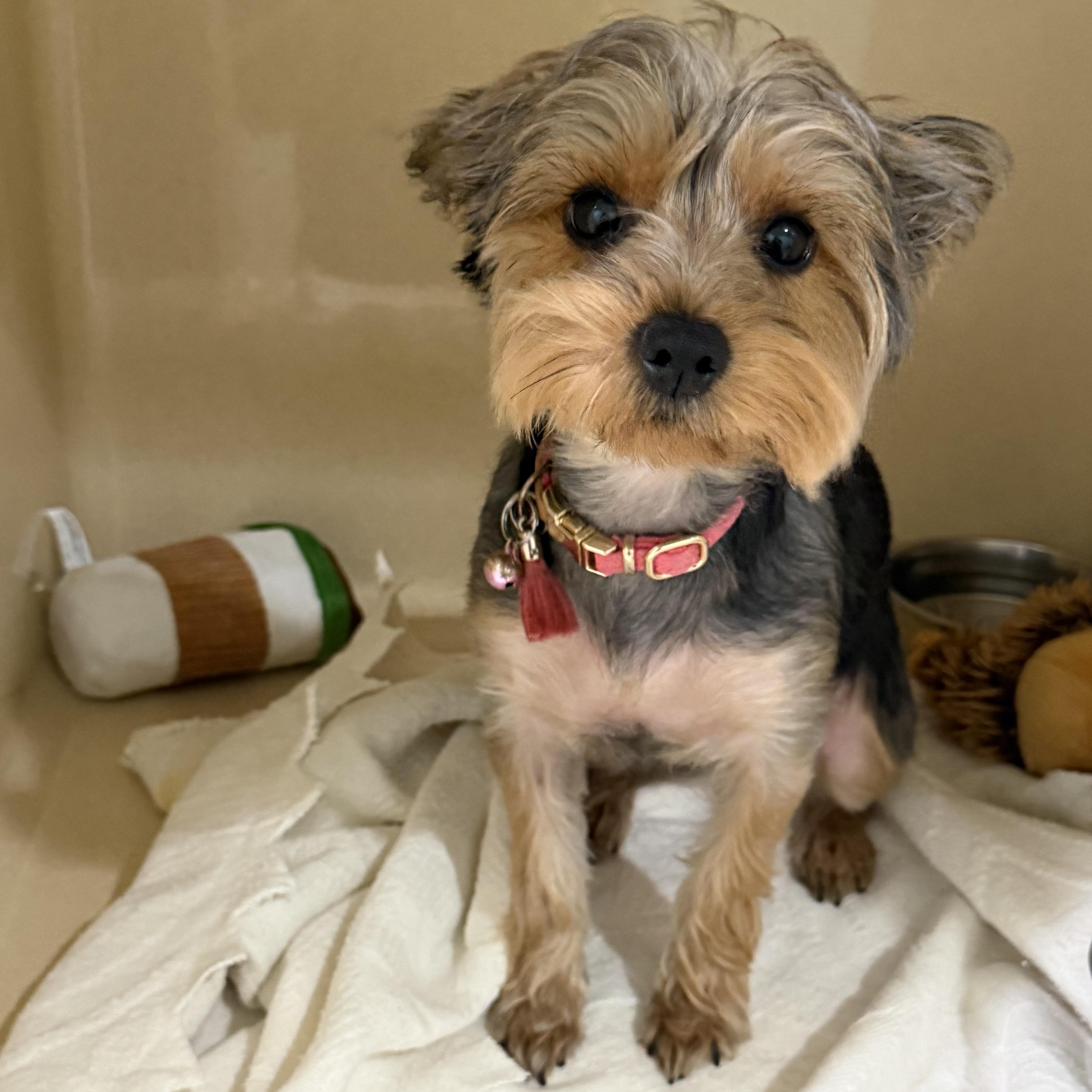 Enlarge Coco Chanel, a Adopted Yorkshire Terrier in Sebring, FL image 2/3