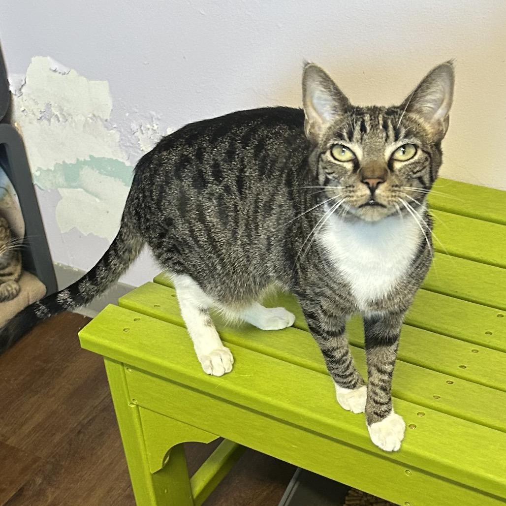 Helly R, a Adoptable Domestic Short Hair in Port Richey, FL image 1/6