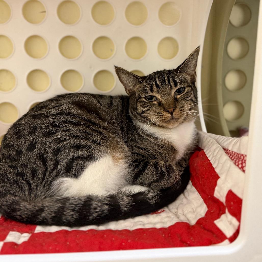 Enlarge Helly R, a Adoptable Domestic Short Hair in Port Richey, FL image 1/4