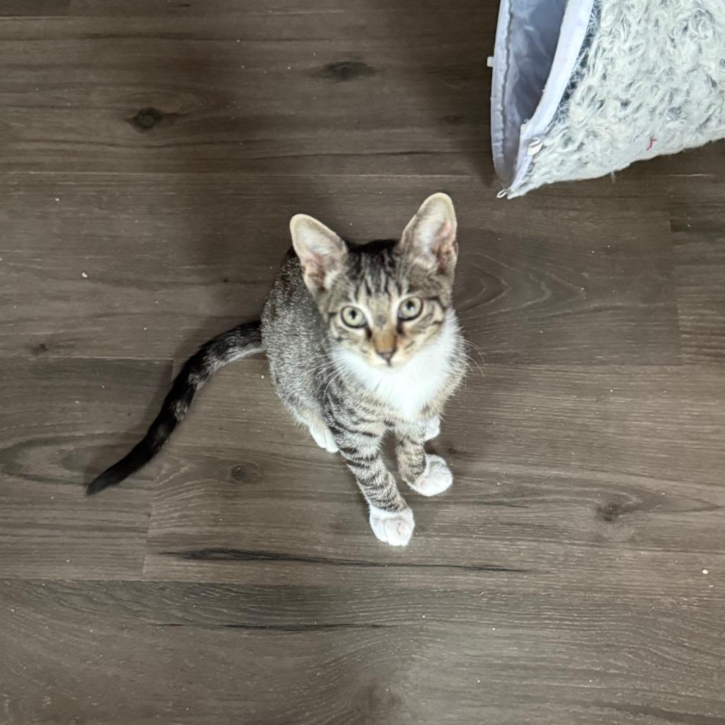 Enlarge Helly R, a Adoptable Domestic Short Hair in Port Richey, FL image 2/4