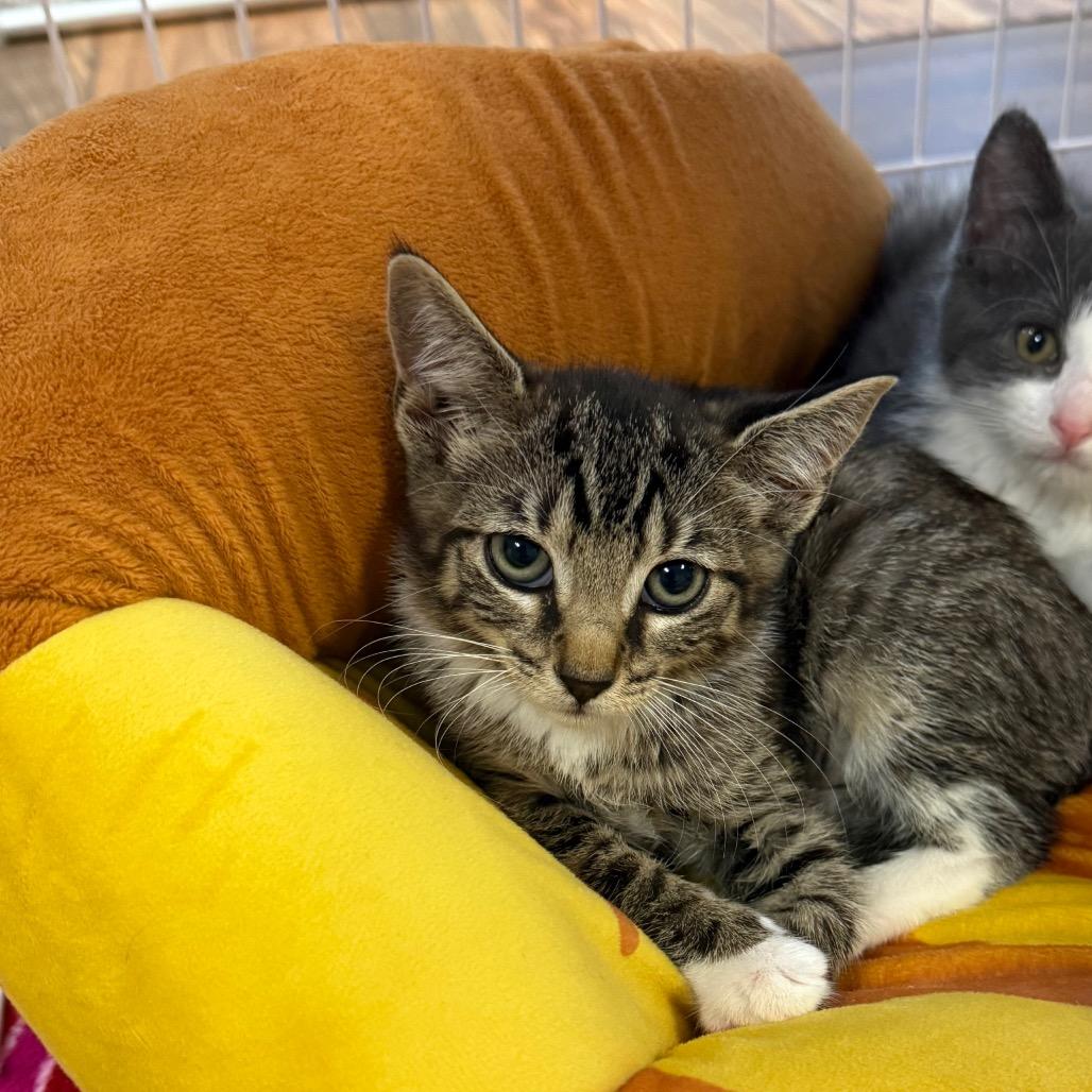 Enlarge Helly R, a Adoptable Domestic Short Hair in Port Richey, FL image 3/4