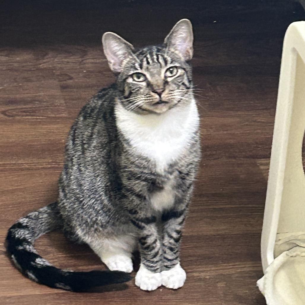 Enlarge Helly R, a Adoptable Domestic Short Hair in Port Richey, FL image 4/4