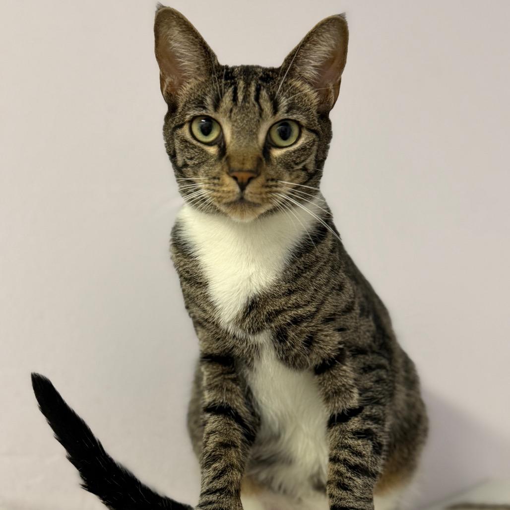 Helly R, a Adoptable Domestic Short Hair in Port Richey, FL image 6/6